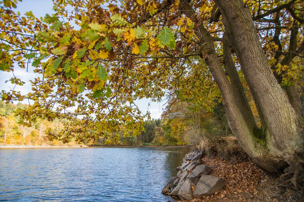 Baum am See