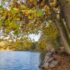 Baum am See