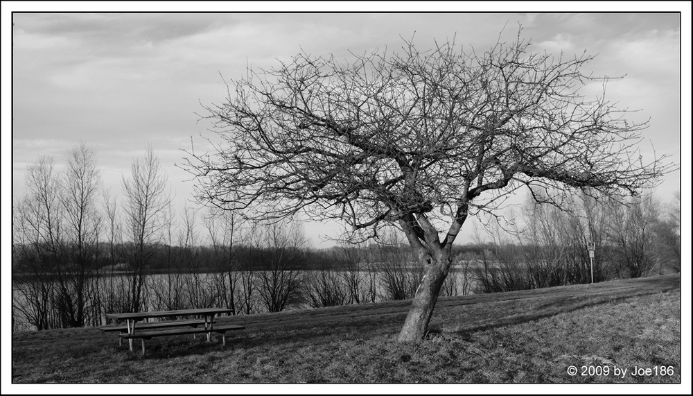 Baum am See