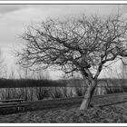 Baum am See