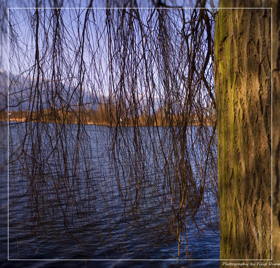 Baum am See