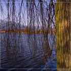 Baum am See