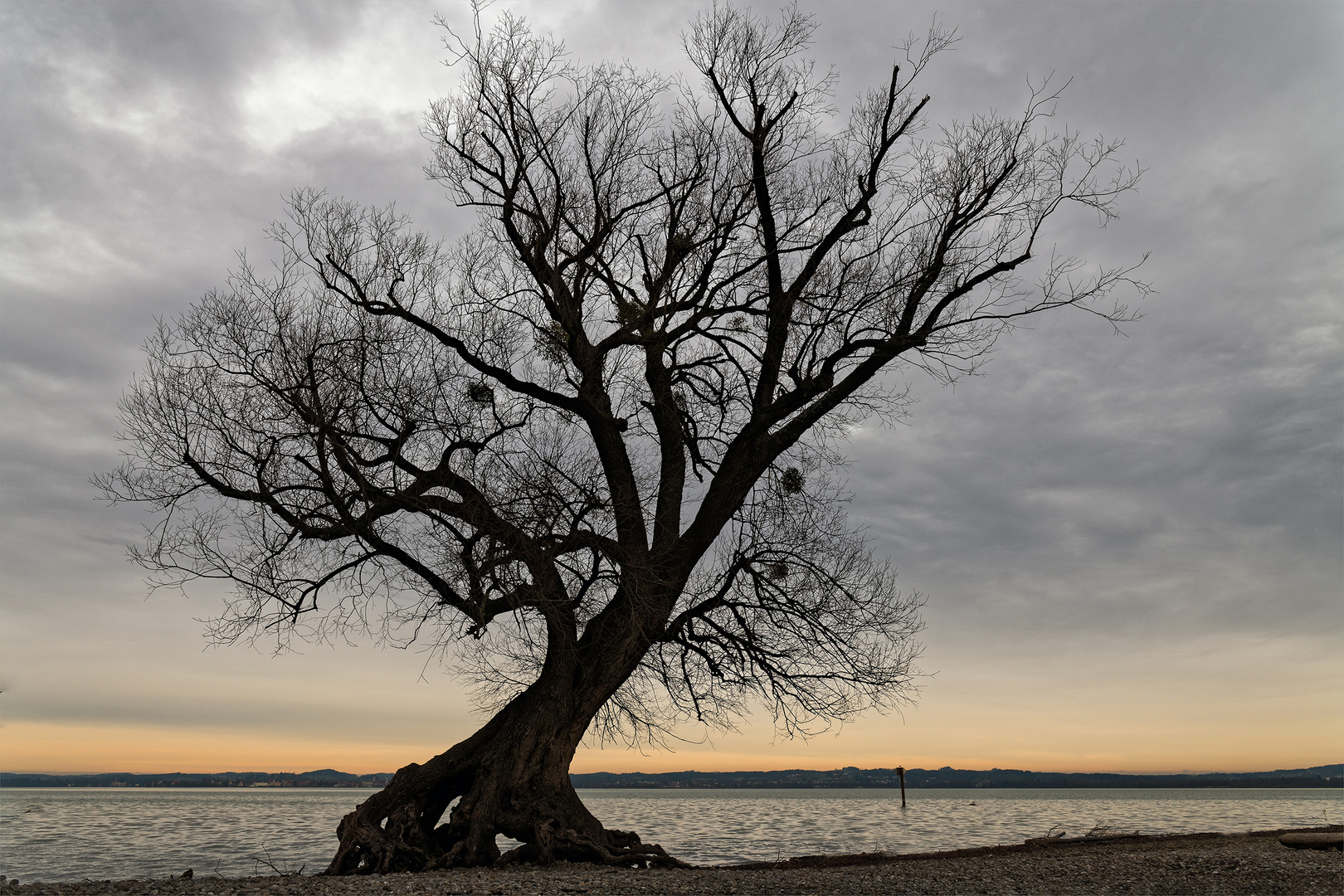 Baum am See Bregenz