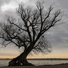 Baum am See Bregenz