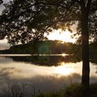 Baum am See