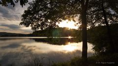 Baum am See