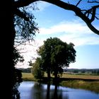 Baum am See