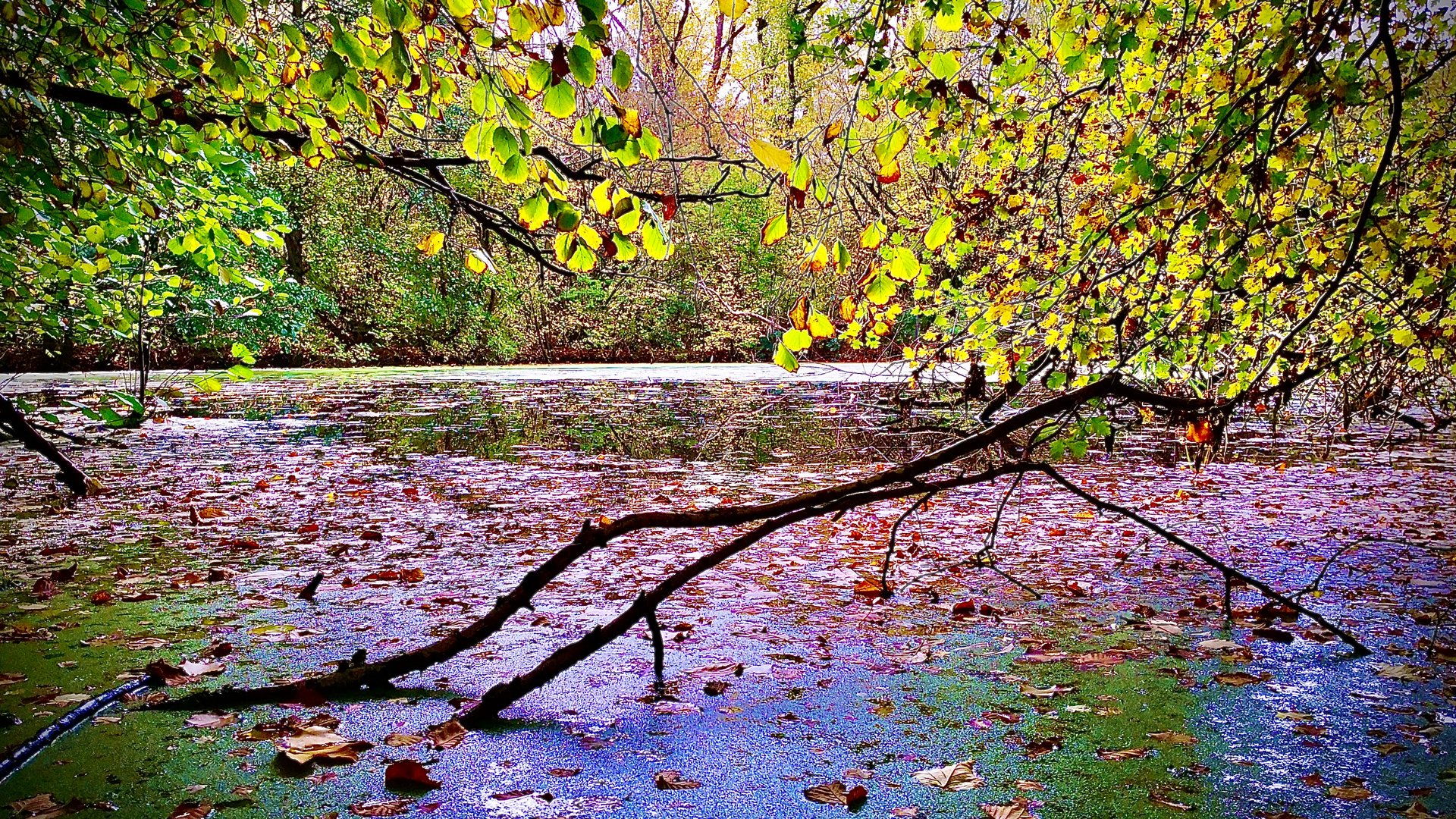 Baum am See