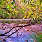 Baum am See