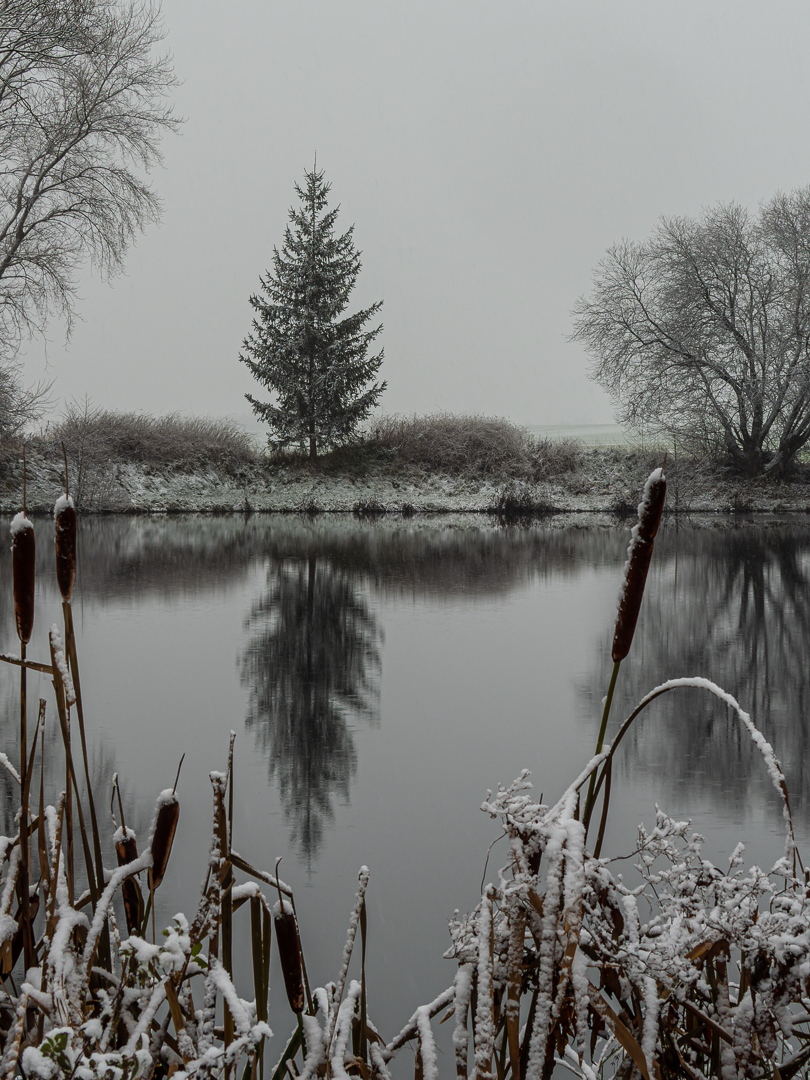 Baum am See