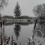 Baum am See