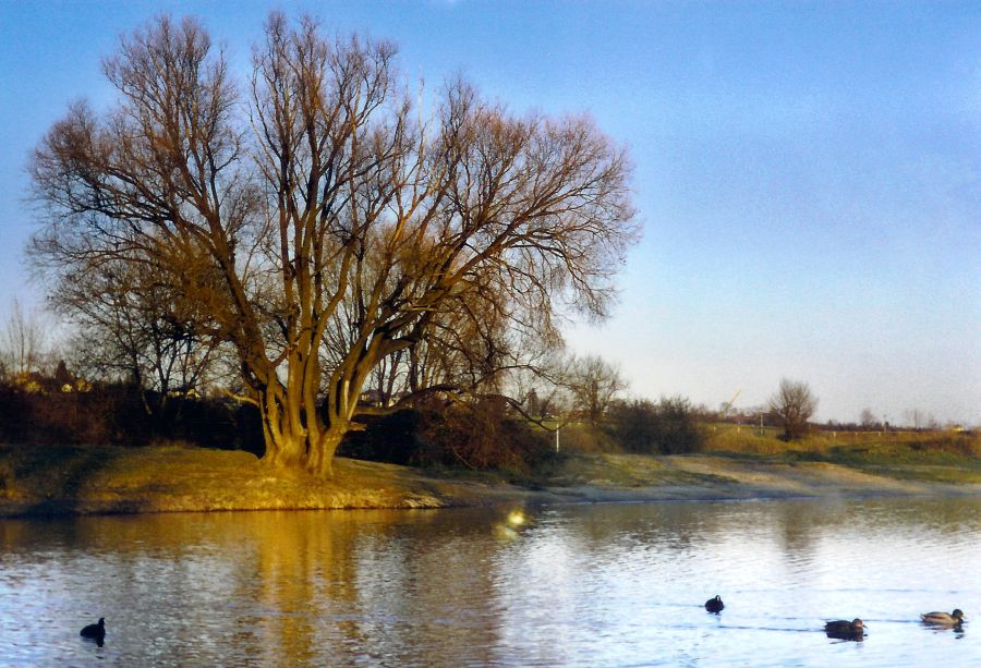 Baum am See