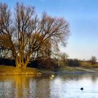 Baum am See