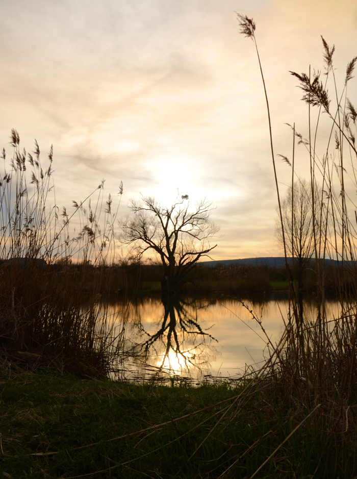 Baum am See