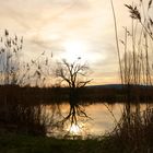 Baum am See