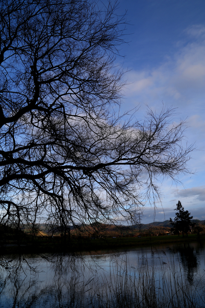 Baum am See...