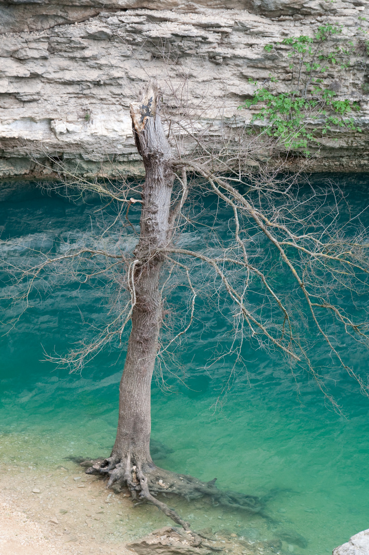 Baum am See