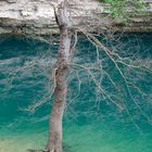 Baum am See