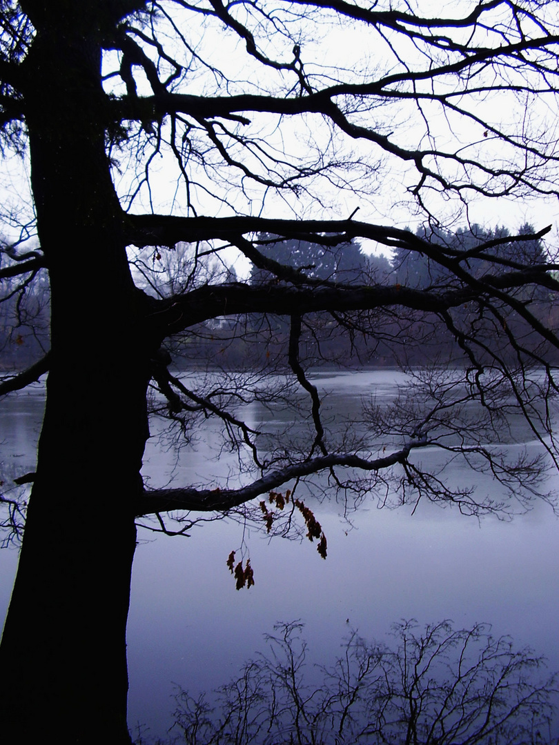 Baum Am see