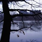 Baum Am see