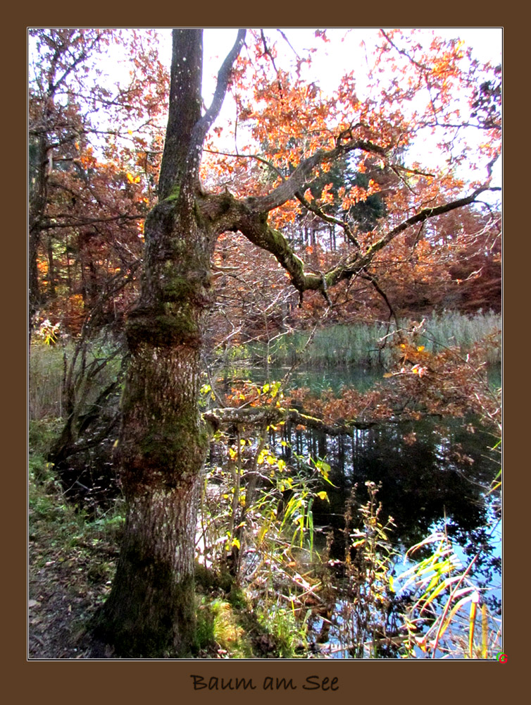 Baum am See