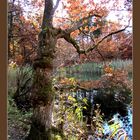 Baum am See