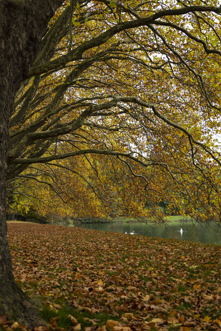 Baum am See