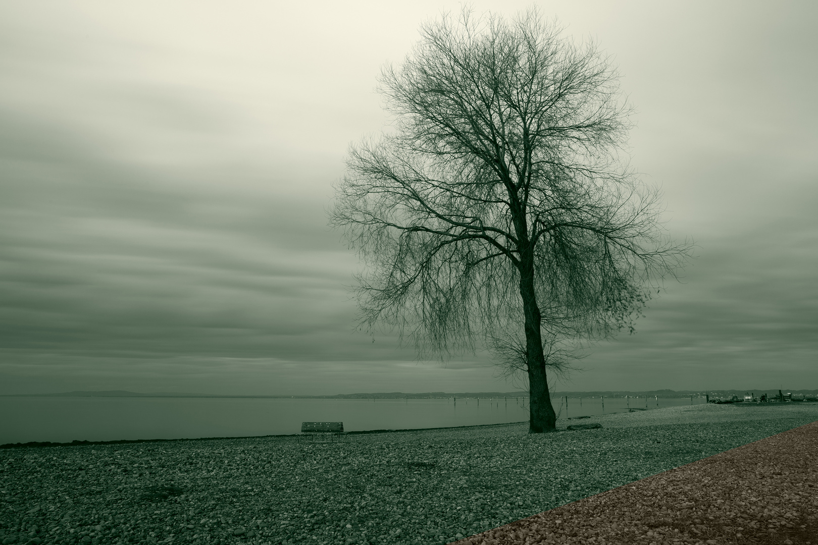 Baum am See