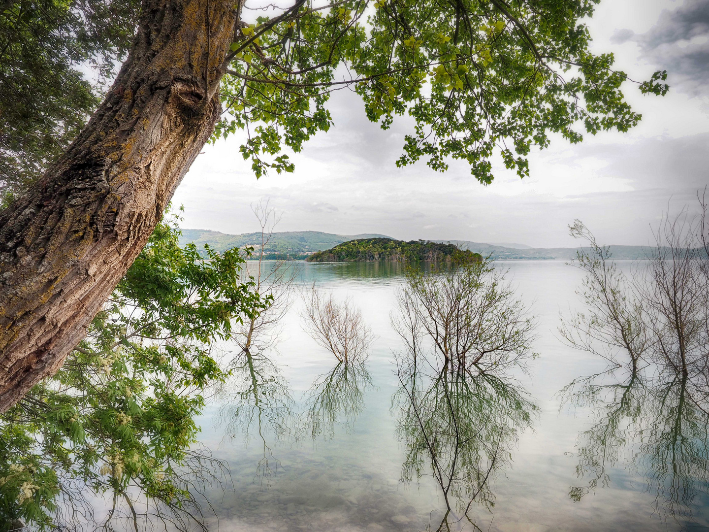 Baum am See - Lago Trasimeno