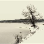  Baum am See schmaler geschnitten