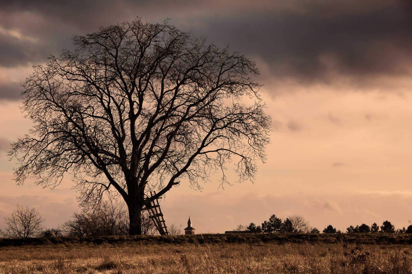 Baum am Sermsweg