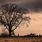 Baum am Sermsweg