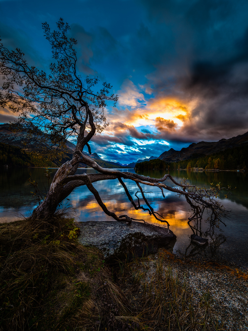 Baum am Silser See