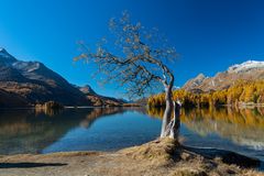 Baum am Silsersee