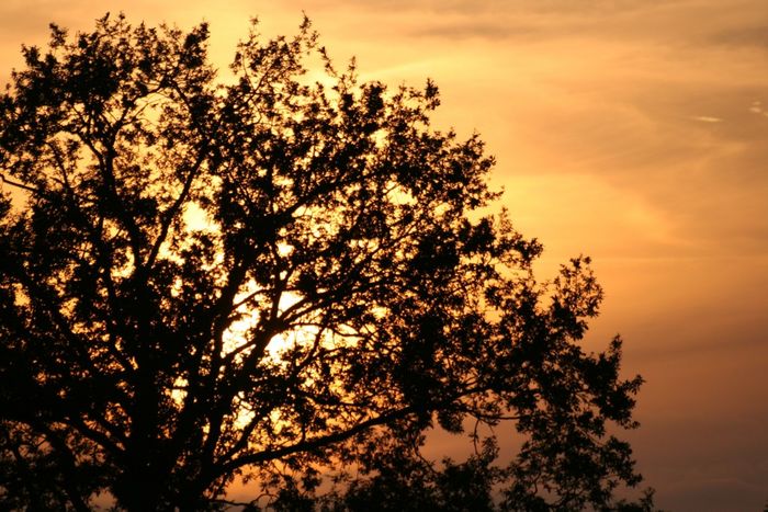 Baum am Sommerabend