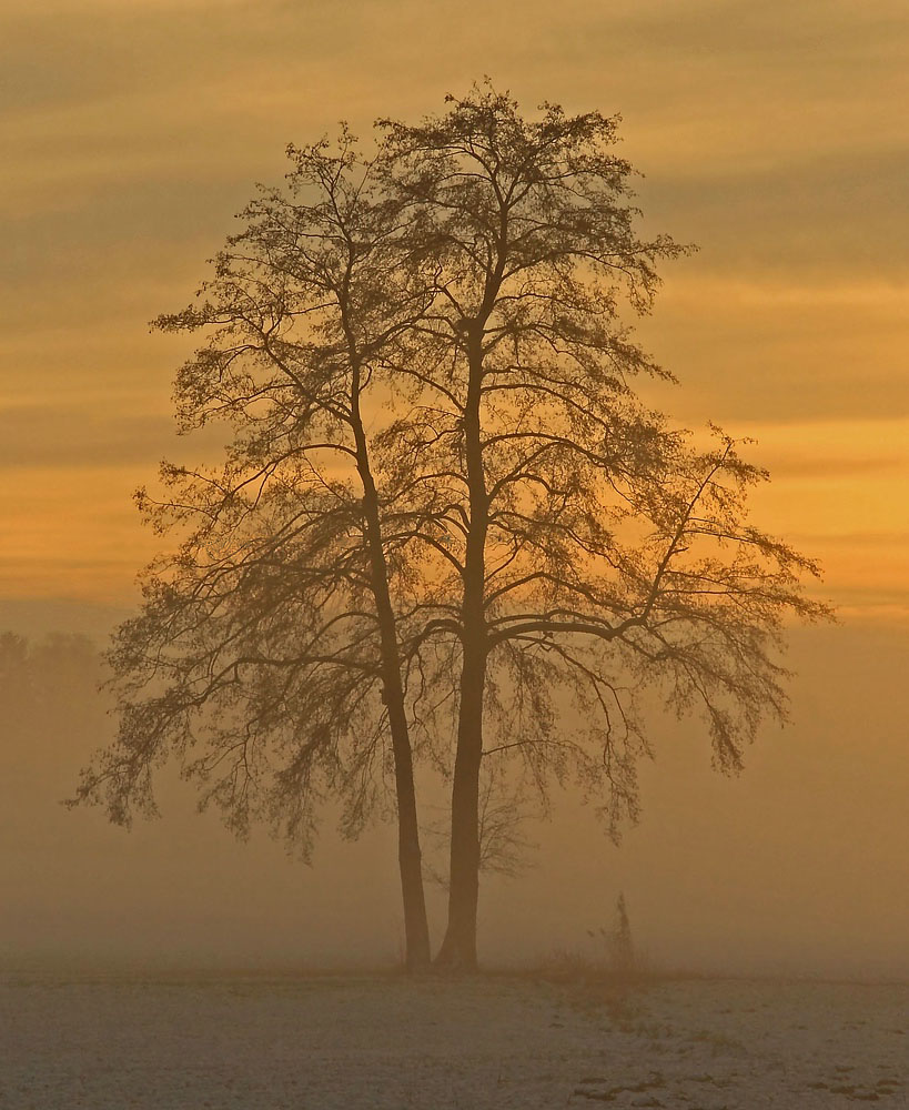 Baum am Sonnenaufgang