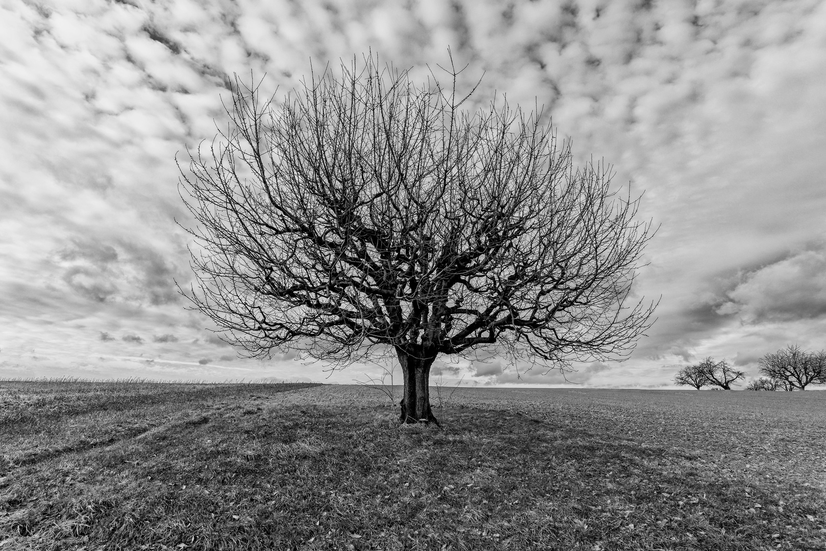 Baum am Sonntag