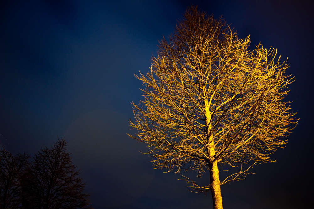 Baum am späten Abend