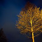 Baum am späten Abend