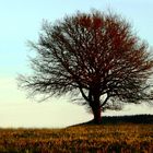 Baum am spätwinterlichem Nachmittag