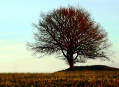 Baum am spätwinterlichem Nachmittag