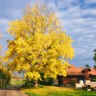 Baum am Stadtrand