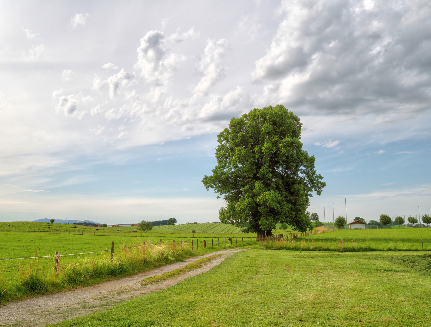 Baum am Staffelsee