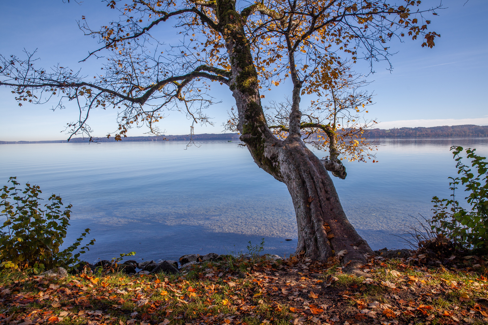 Baum am Starnberger See im Herbst