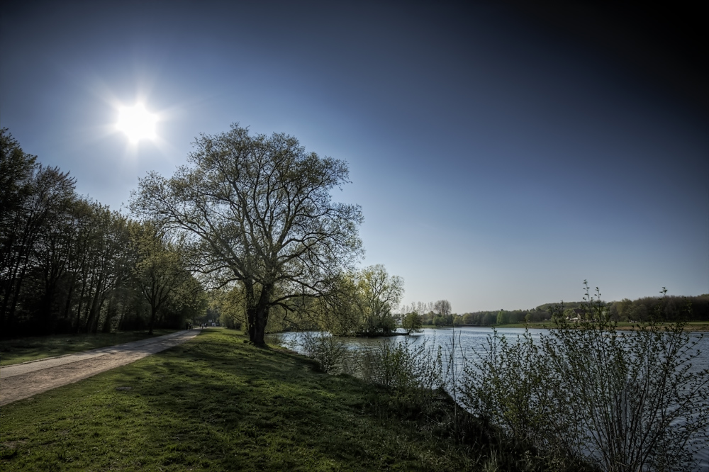 Baum am Stausee Schildesche