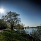 Baum am Stausee Schildesche