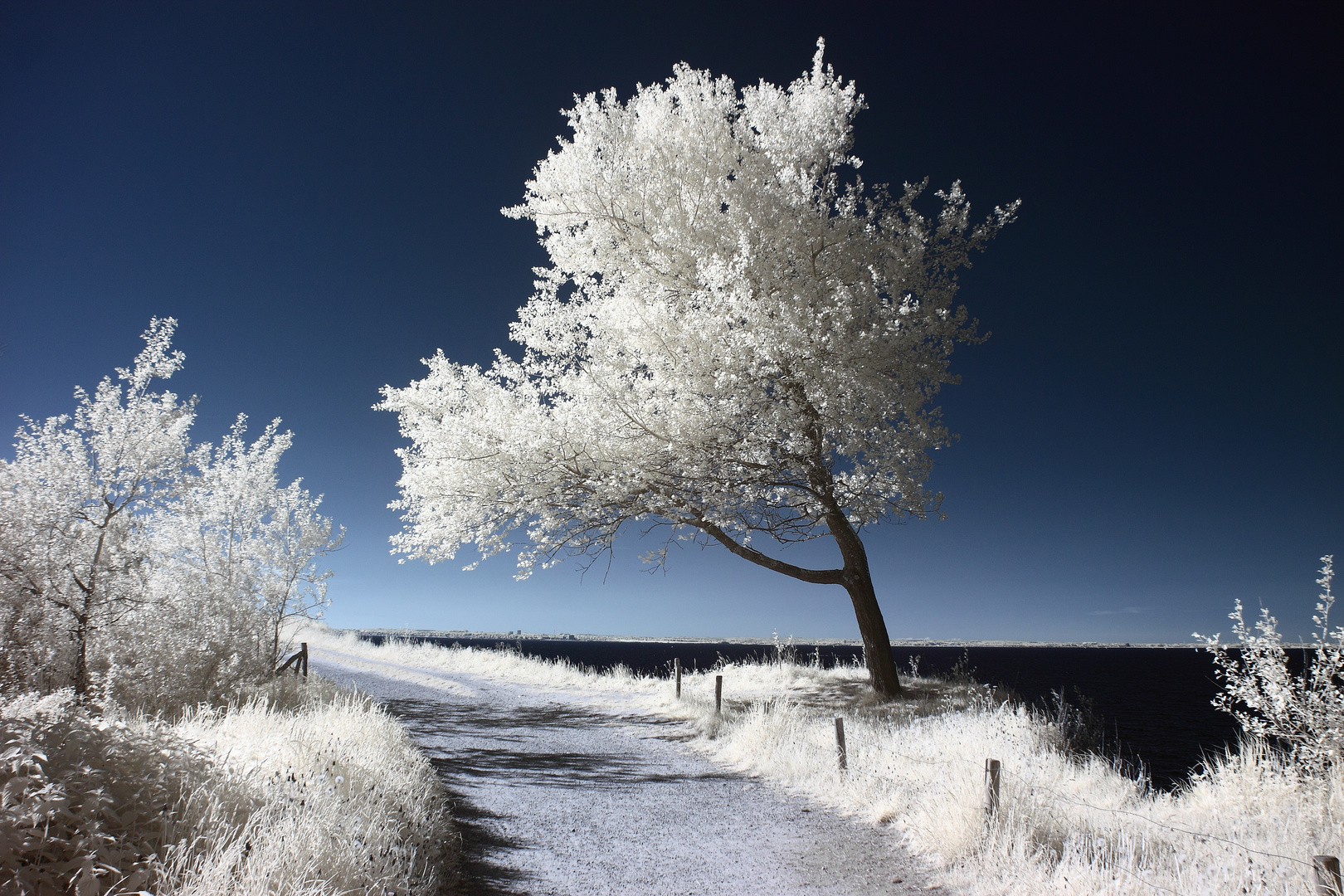 Baum am Steilufer