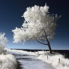 Baum am Steilufer