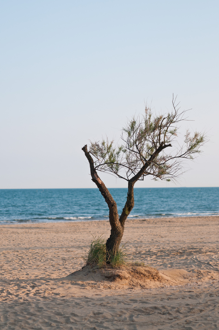 Baum am Strand