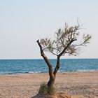 Baum am Strand